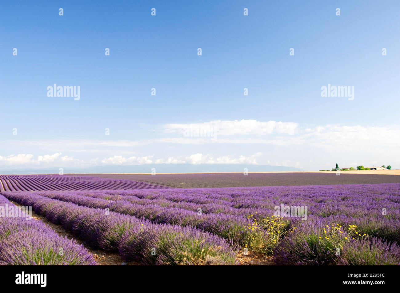 Süden von Frankreich Provence Plateau de Valensole Lavendel Felder Stockfoto