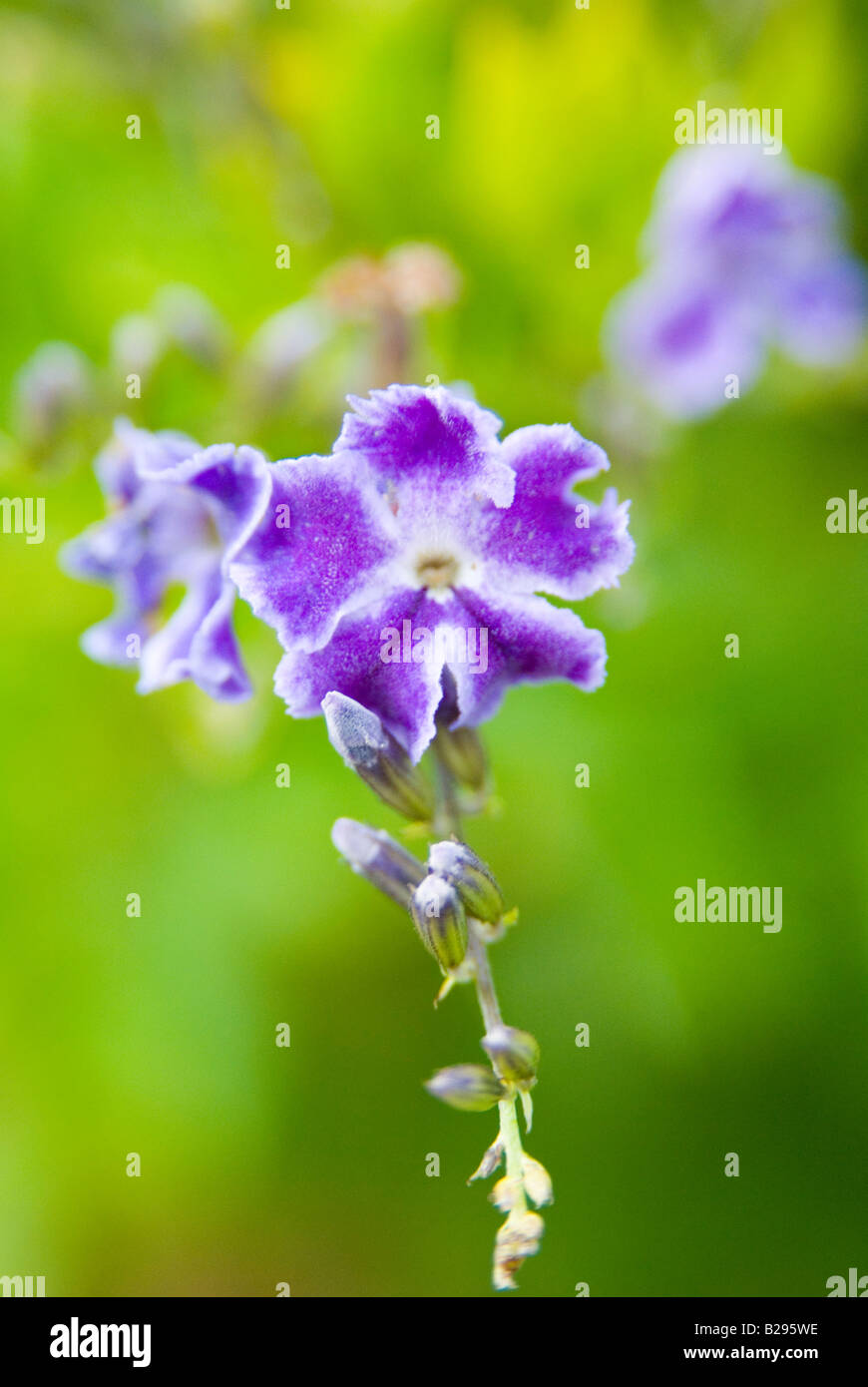 Marco Schuss einer bunten Blume Princeville Kauai Hawaii Stockfoto