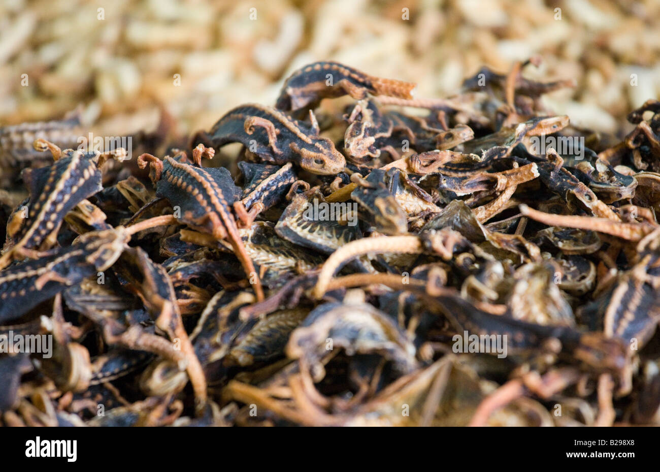 Getrocknete Eidechsen Fengdu China Stockfoto