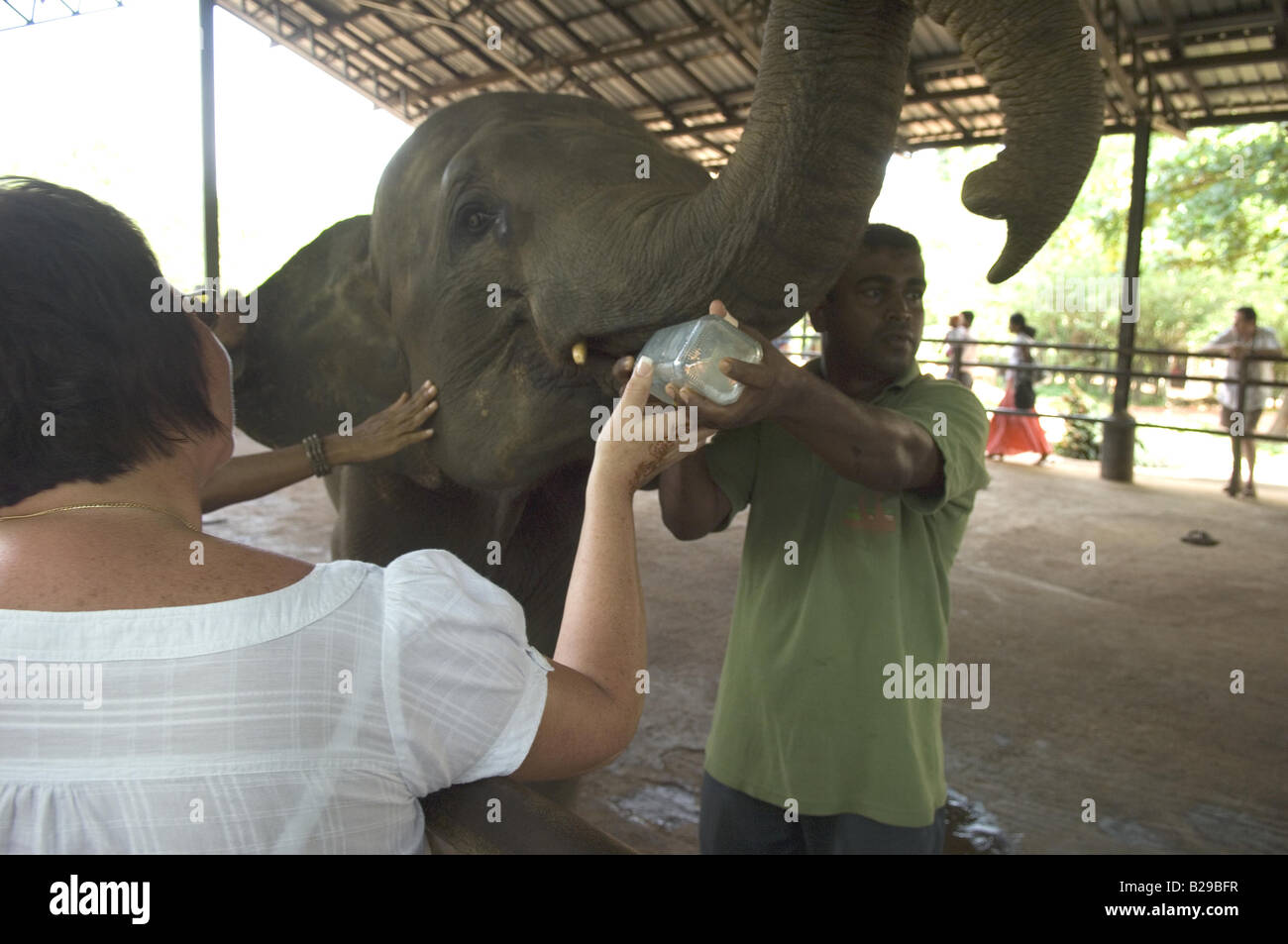Baby-Elefanten beim Pinnewala Waisenhaus Sri Lanka Stockfoto