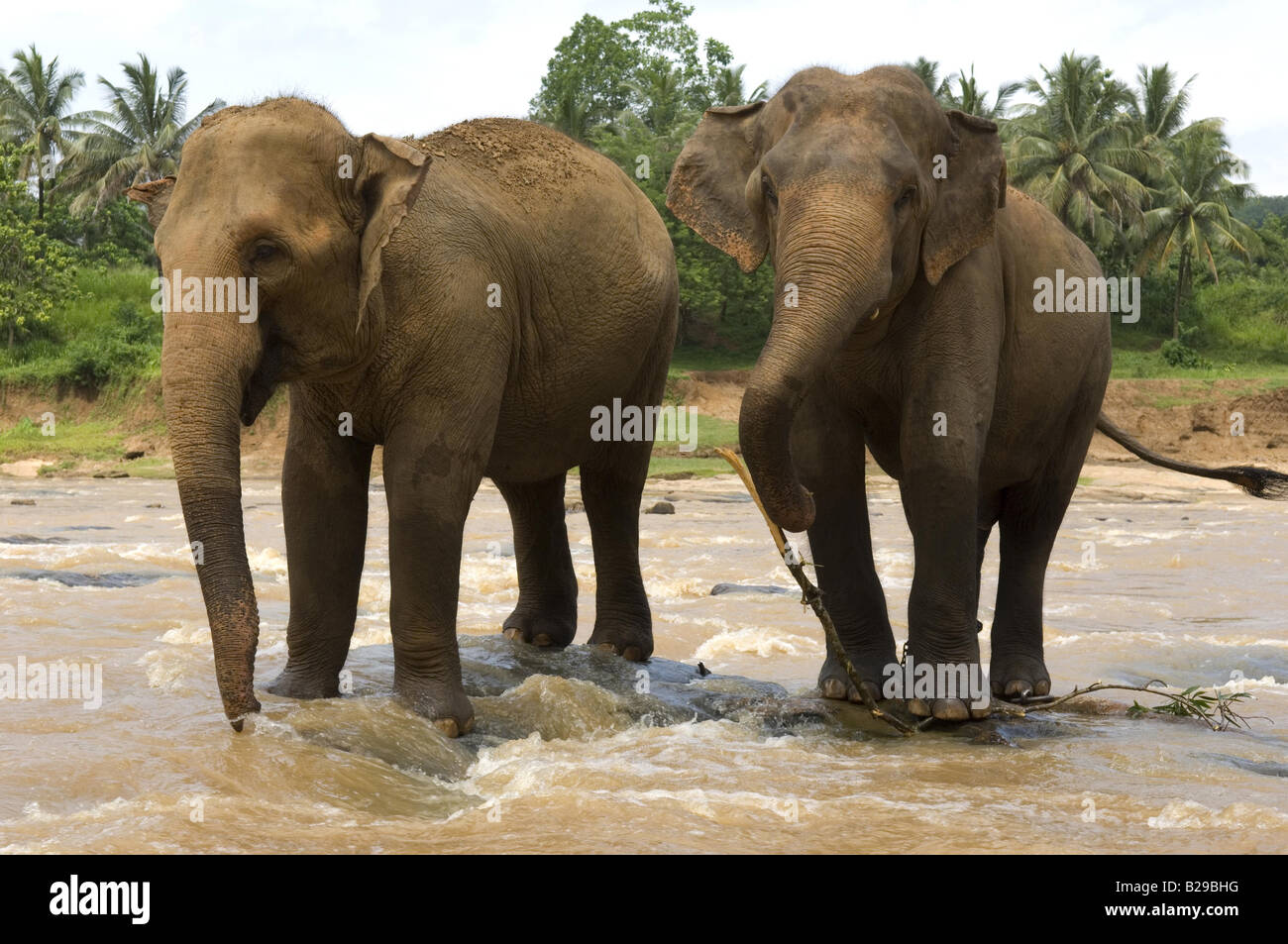 Elefanten im nahe gelegenen Fluss am Pinnewala Waisenhaus Sri Lanka Stockfoto