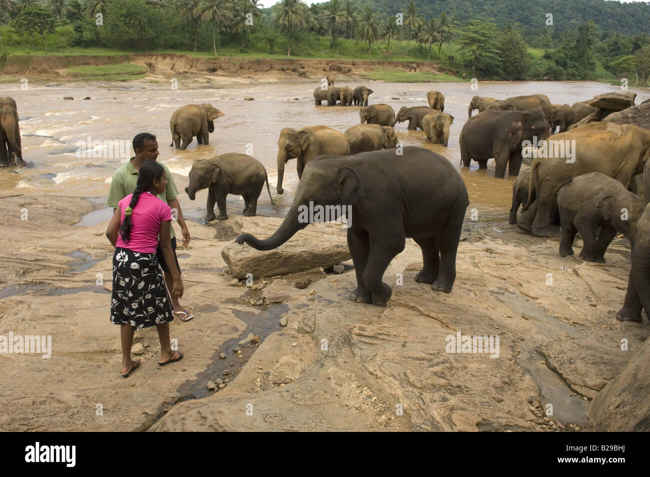Elefanten im nahe gelegenen Fluss am Pinnewala Waisenhaus Sri Lanka Stockfoto