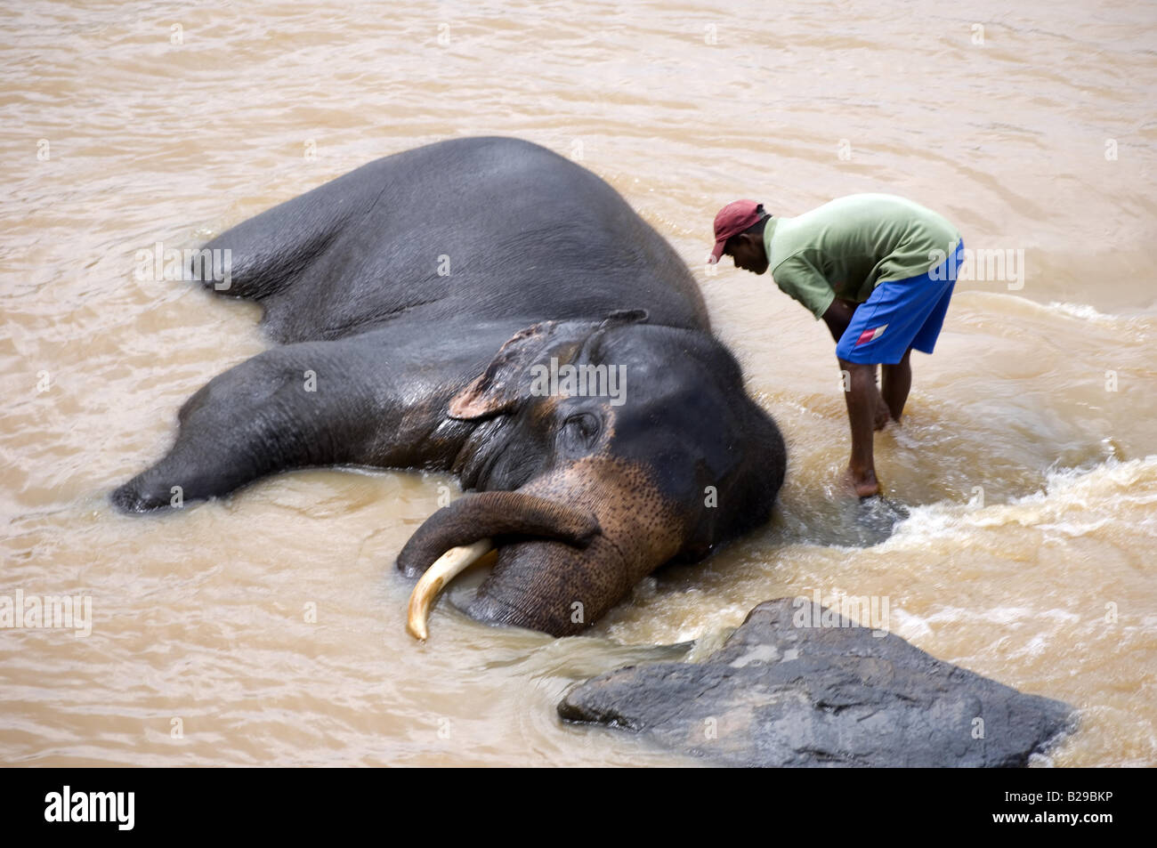 Pinnewala Waisenhaus Elefanten im nahe gelegenen Fluss Sri Lanka Stockfoto