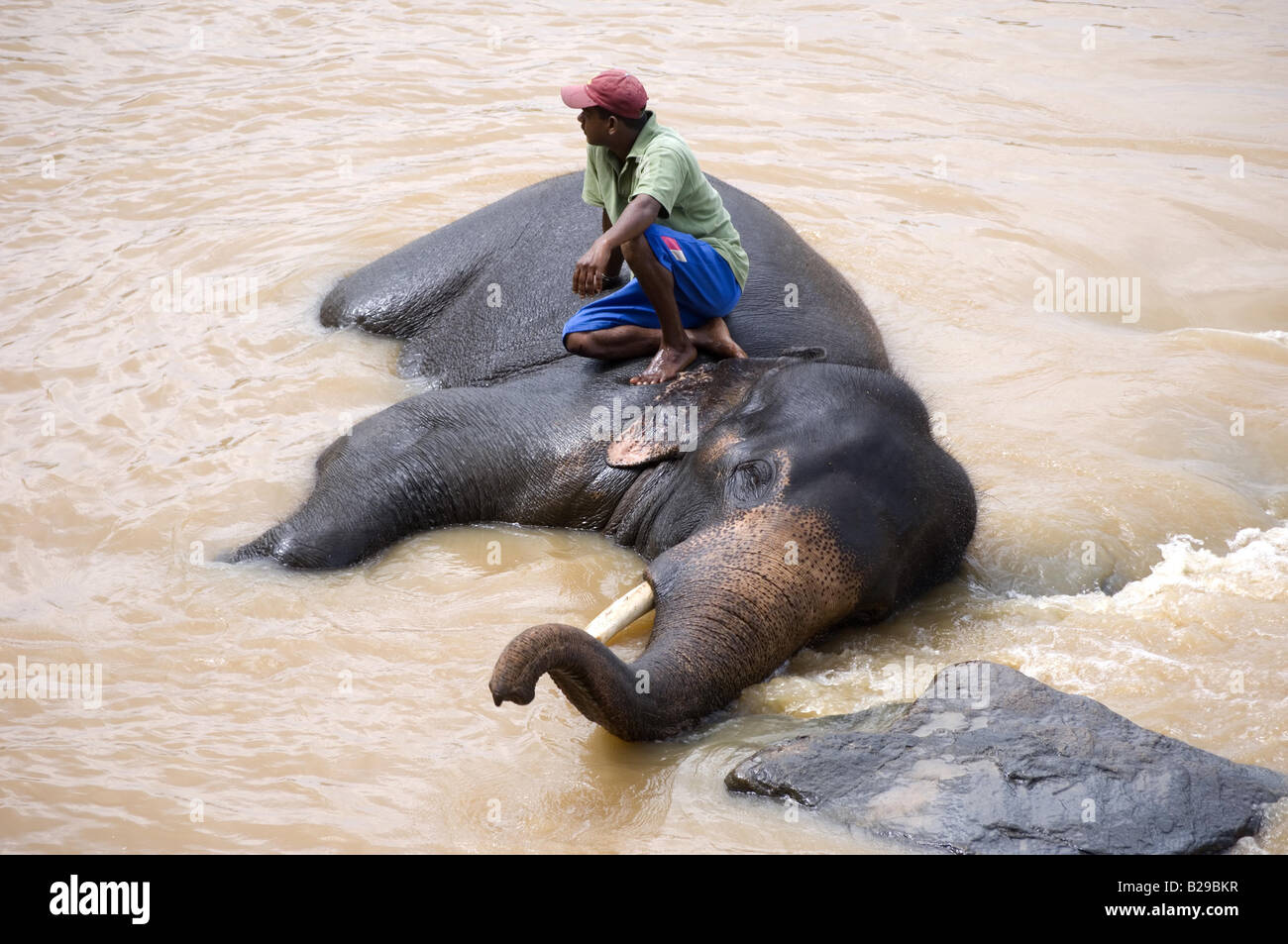 Pinnewala Waisenhaus Elefanten im nahe gelegenen Fluss Sri Lanka Stockfoto