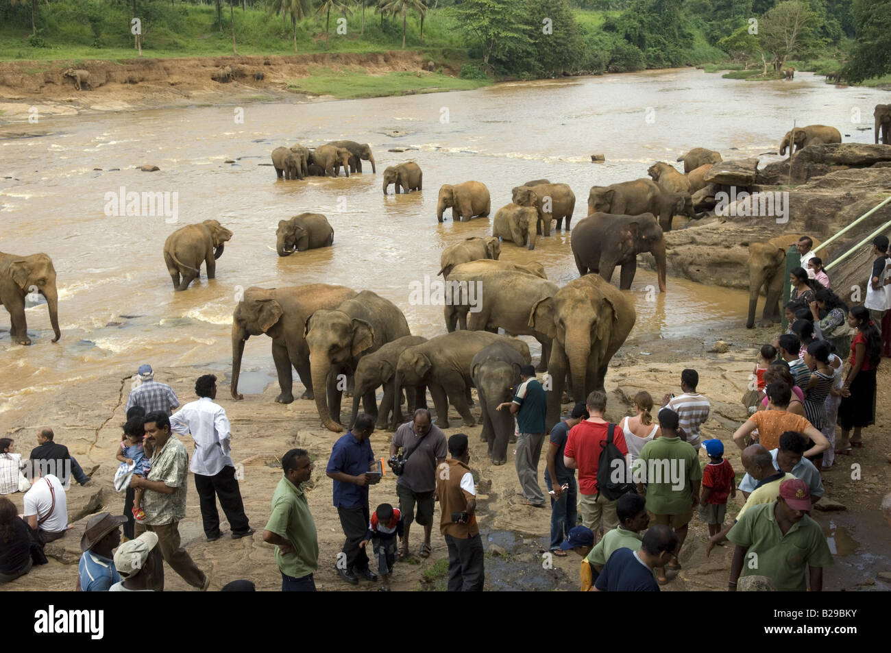 Pinnewala Waisenhaus Elefanten im nahe gelegenen Fluss Sri Lanka Stockfoto