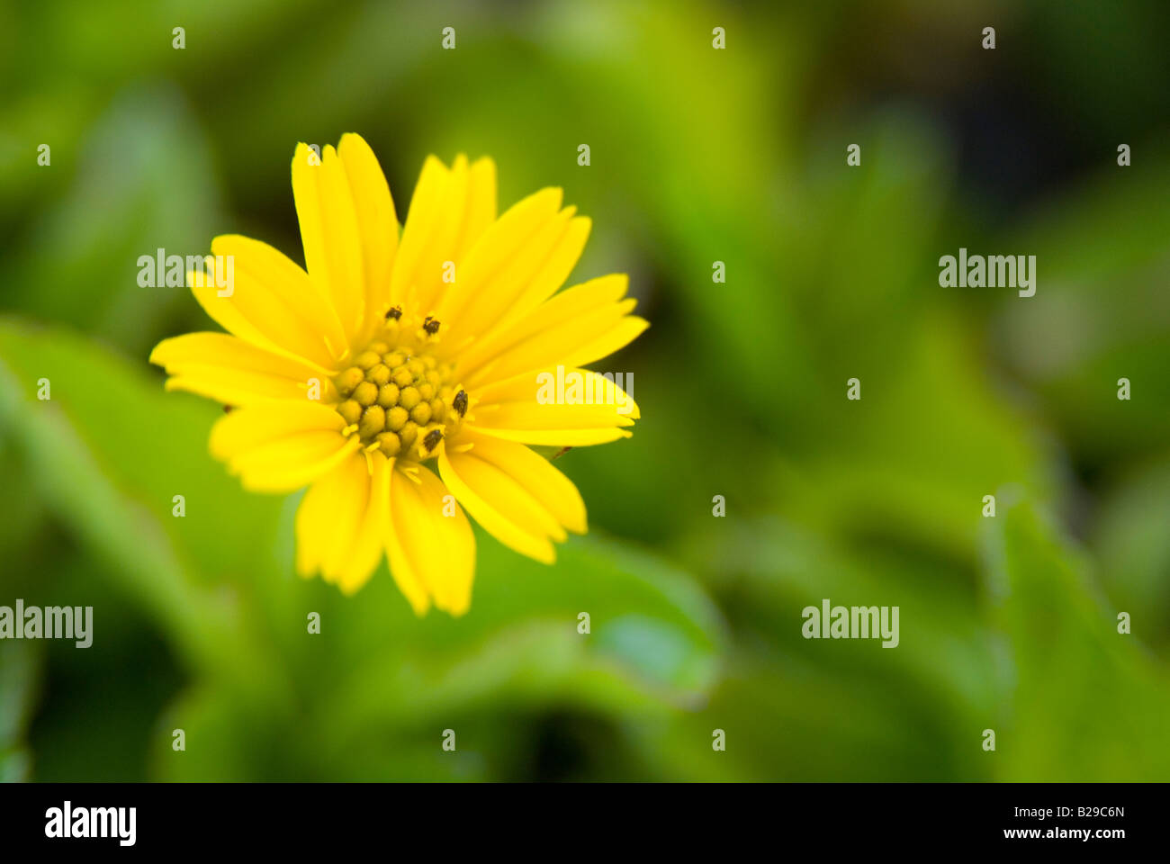 Marco Schuss einer bunten Blume Princeville Kauai Hawaii Stockfoto