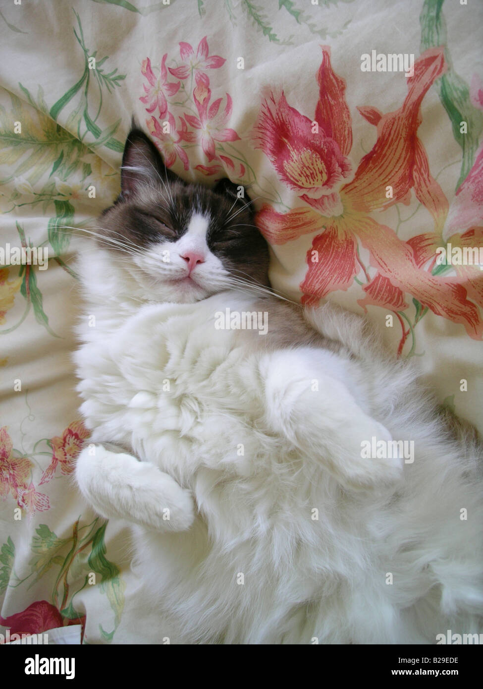 Ragdoll Katze schlafend auf ein weiches Bett mit Orchideen Blumen-print Stockfoto