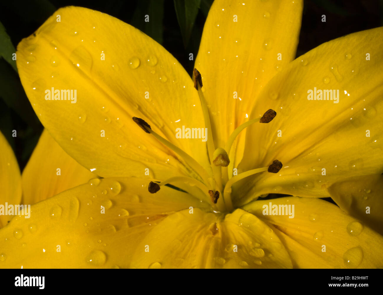 gelbe Hemerocallis, Lilium oder Tag Lilly Stockfoto