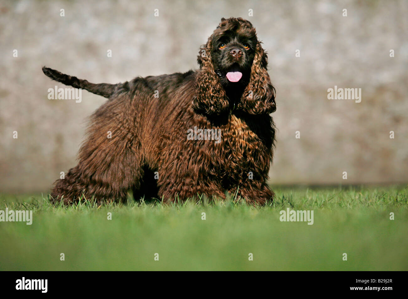 American Cocker Spaniel Stockfoto
