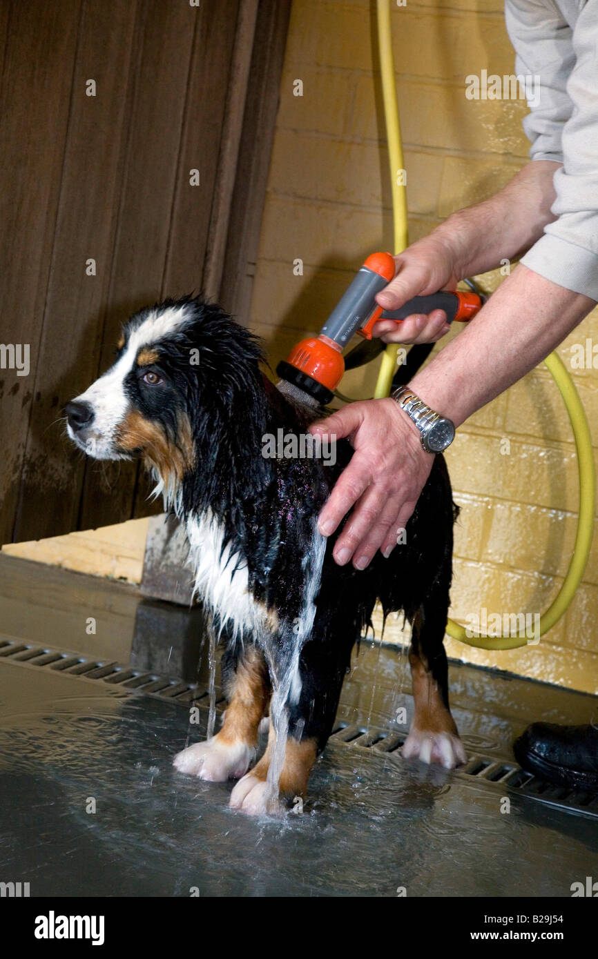 Berner Sennenhund Stockfoto