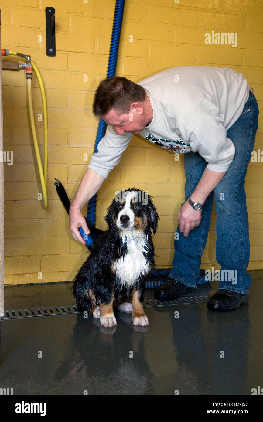 Berner Sennenhund Stockfoto