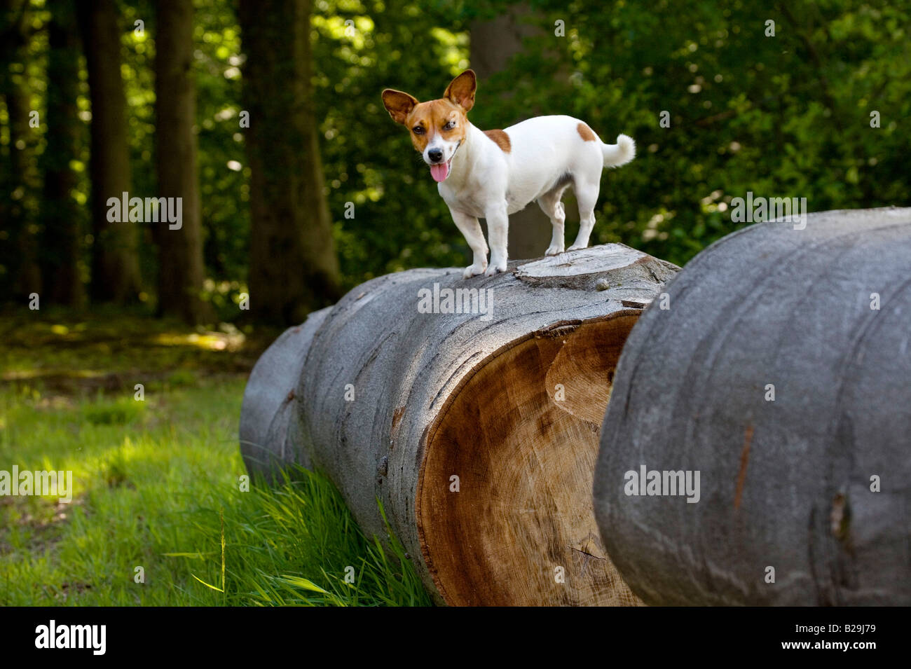 Jack Russell Terrier Stockfoto