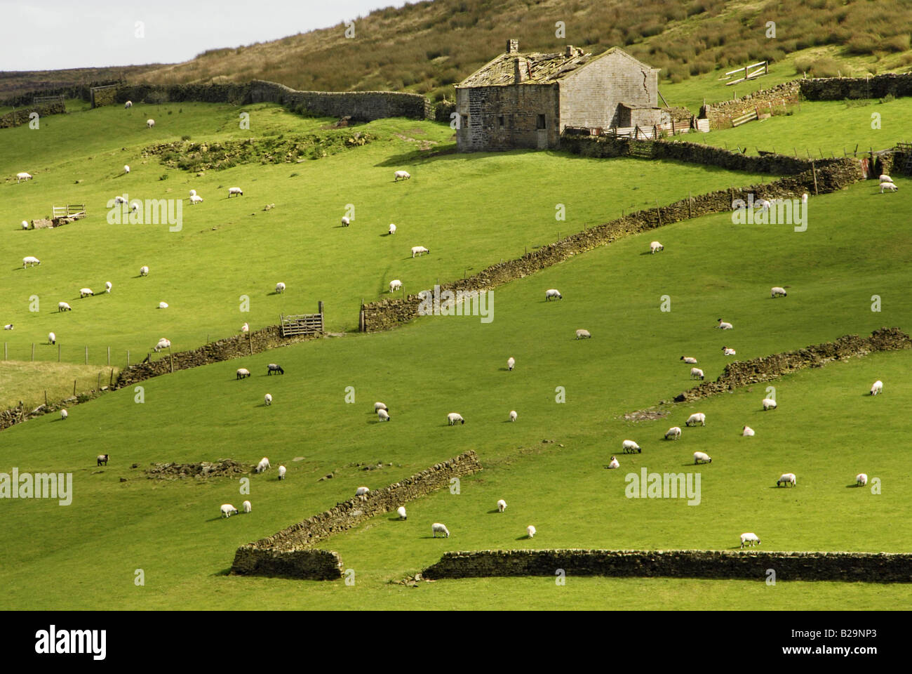 Platzieren Sie Schafbeweidung in Pennine Moors Bronte Country County West Yorkshire Land UK England Stockfoto