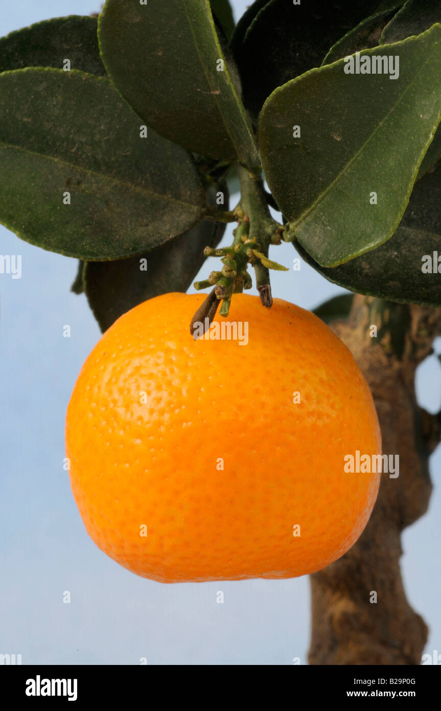 Mandarine Stockfoto