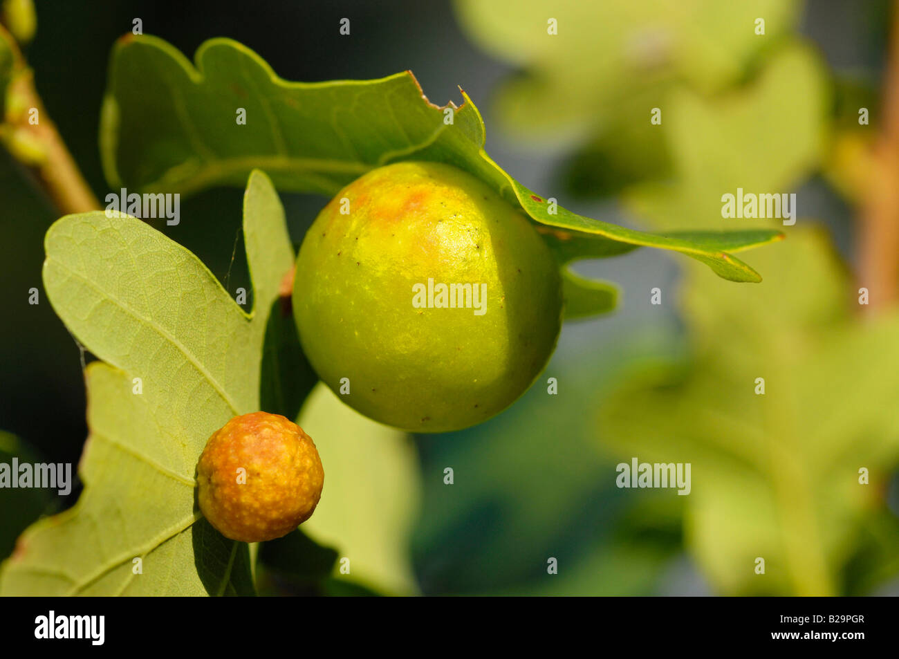 Kirsche Gall Stockfoto