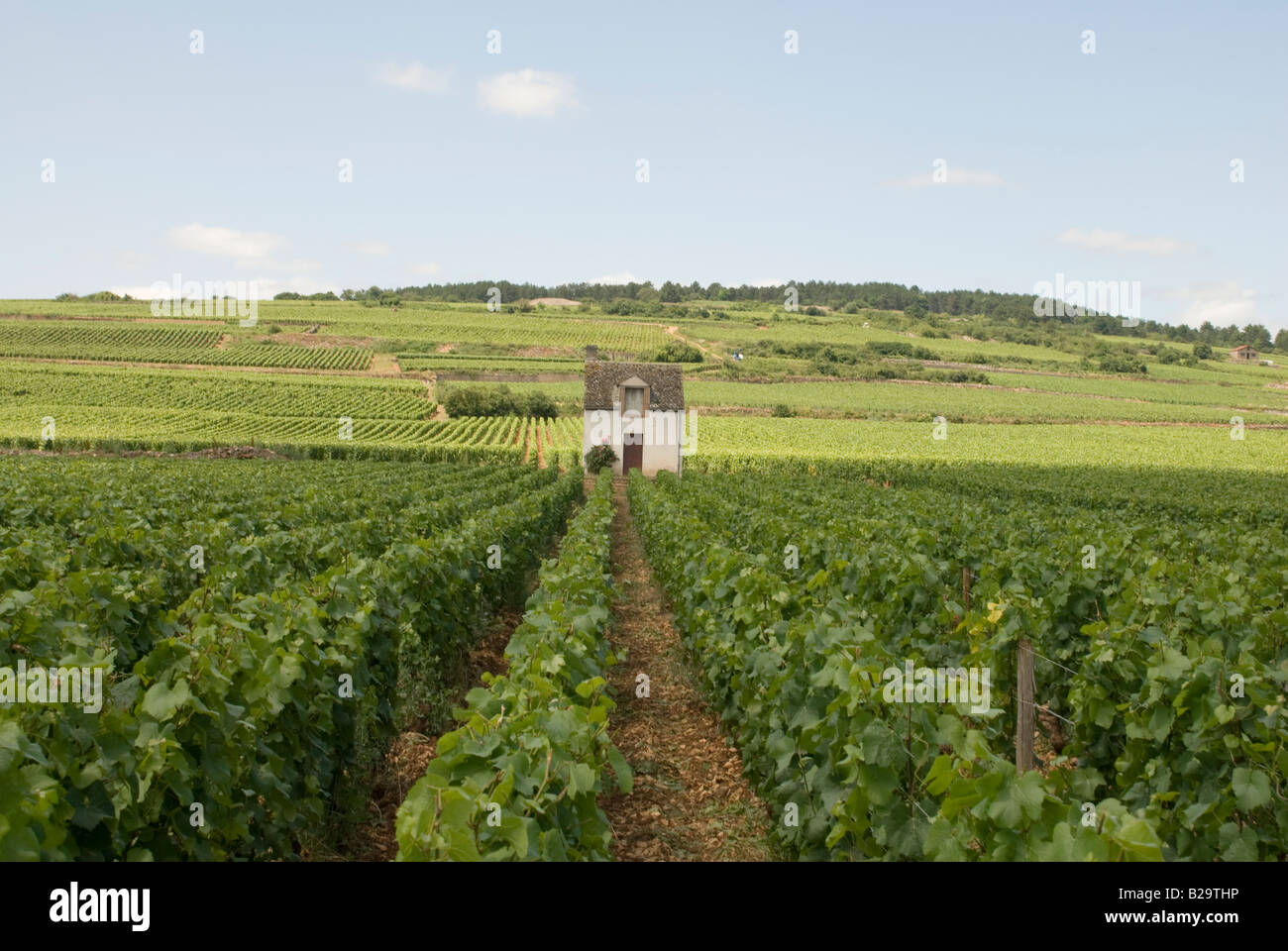 Weinberge am Stadtrand von Beaune Stockfoto