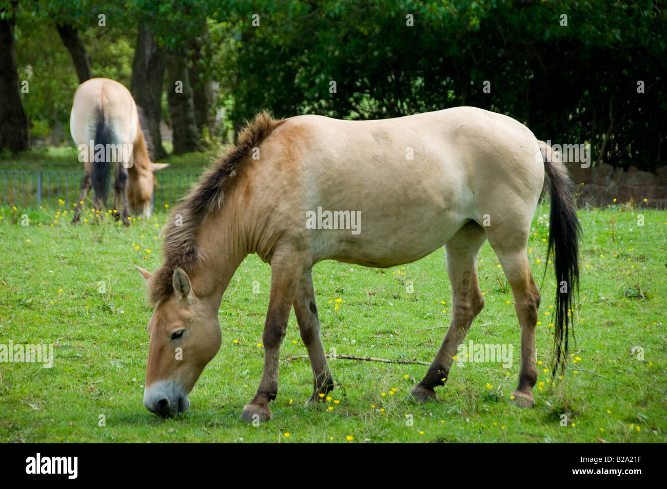Przewalski Pferd Stockfoto