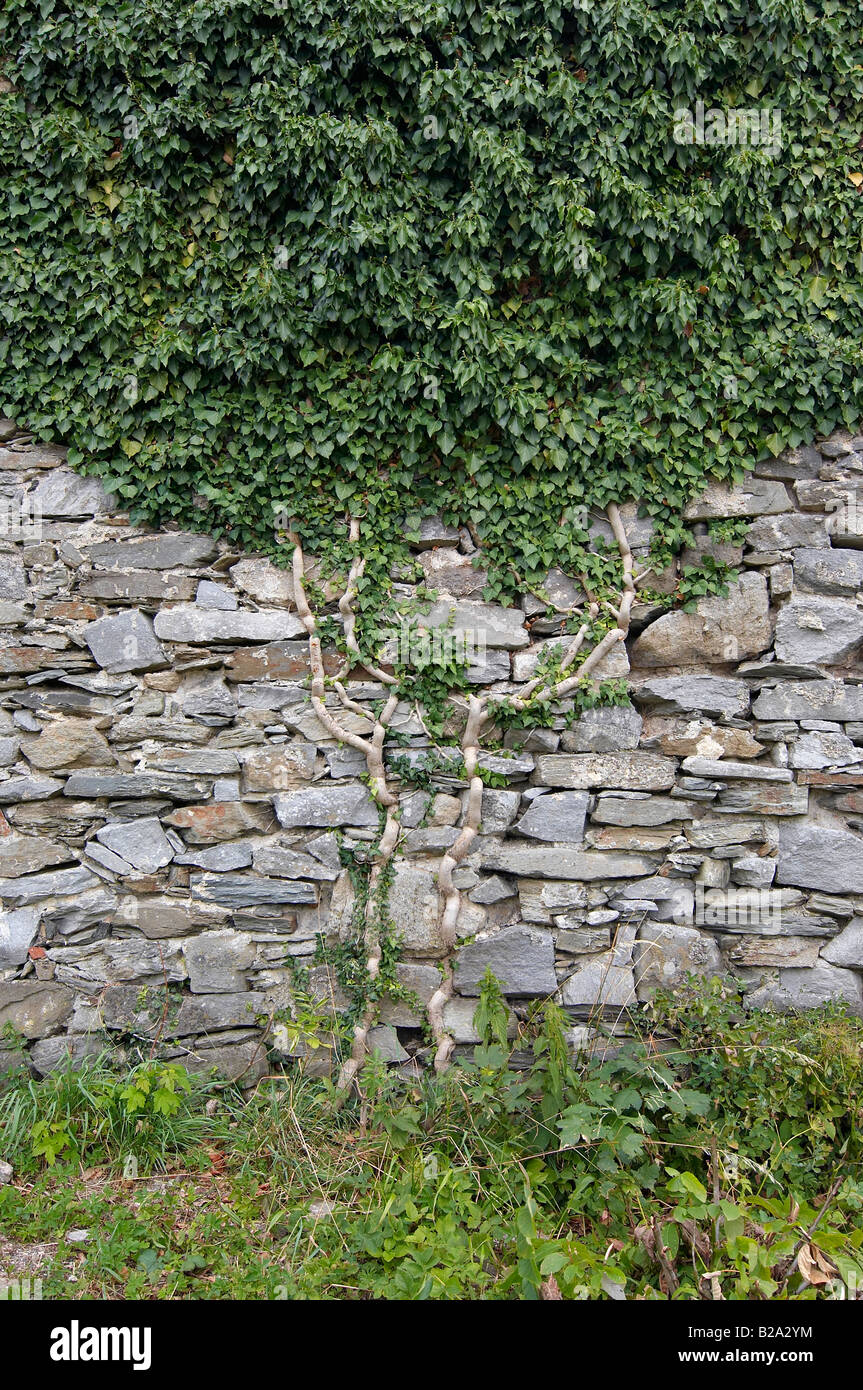 Kletterpflanze an der Steinwand Stockfoto