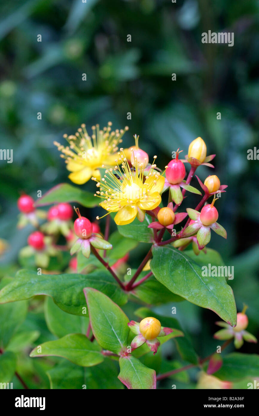 HYPERICUM X INODORUM ELSTEAD Stockfoto