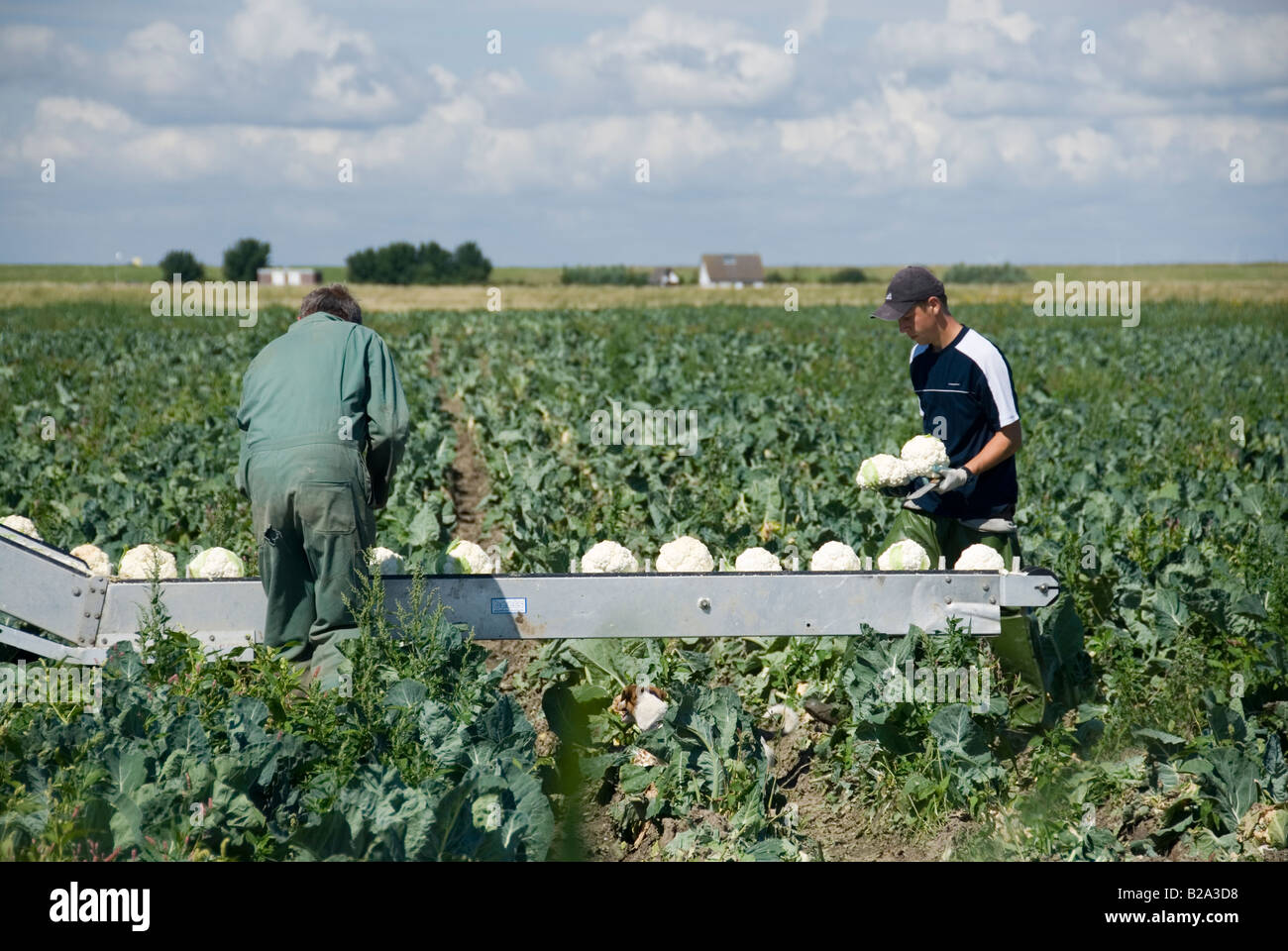 Blumenkohl-Ernte im Juli. Niederlande Stockfoto