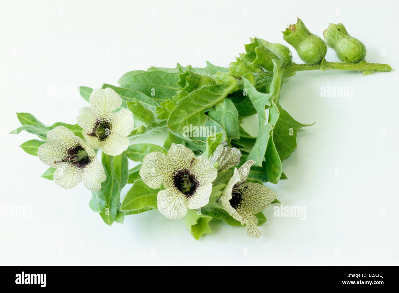 Pflanze der nachtschattengewchse -Fotos und -Bildmaterial in hoher  Auflsung  Alamy
