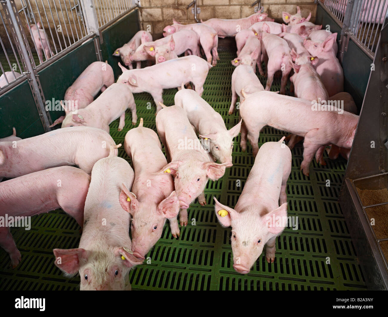 Das Leiden von Tieren, viele Ferkel in einem kleinen Schweinestall Sus scrofa domestica SCHWEINEZUCHT, Heinsberg, Deutschland, Europa Tierleid Stockfoto