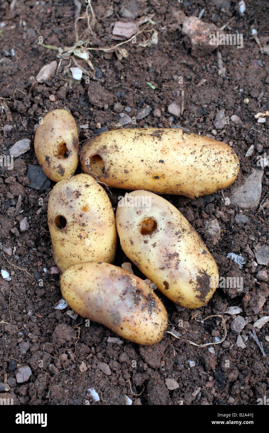 TYPISCHE SLUG SCHÄDEN AM FRÜHEN KARTOFFEL-VIELFALT-CONCORDE Stockfoto