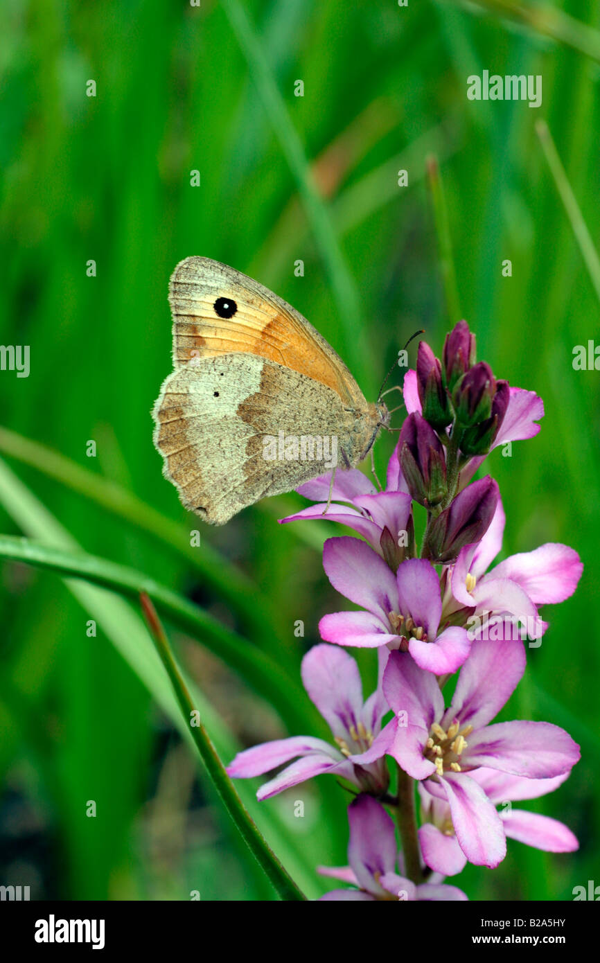 FRANCOA SONCHIFOLIA ROGERSON S MIT BRAUNER SCHMETTERLING MANIOLA JURTINA MEADOW Stockfoto