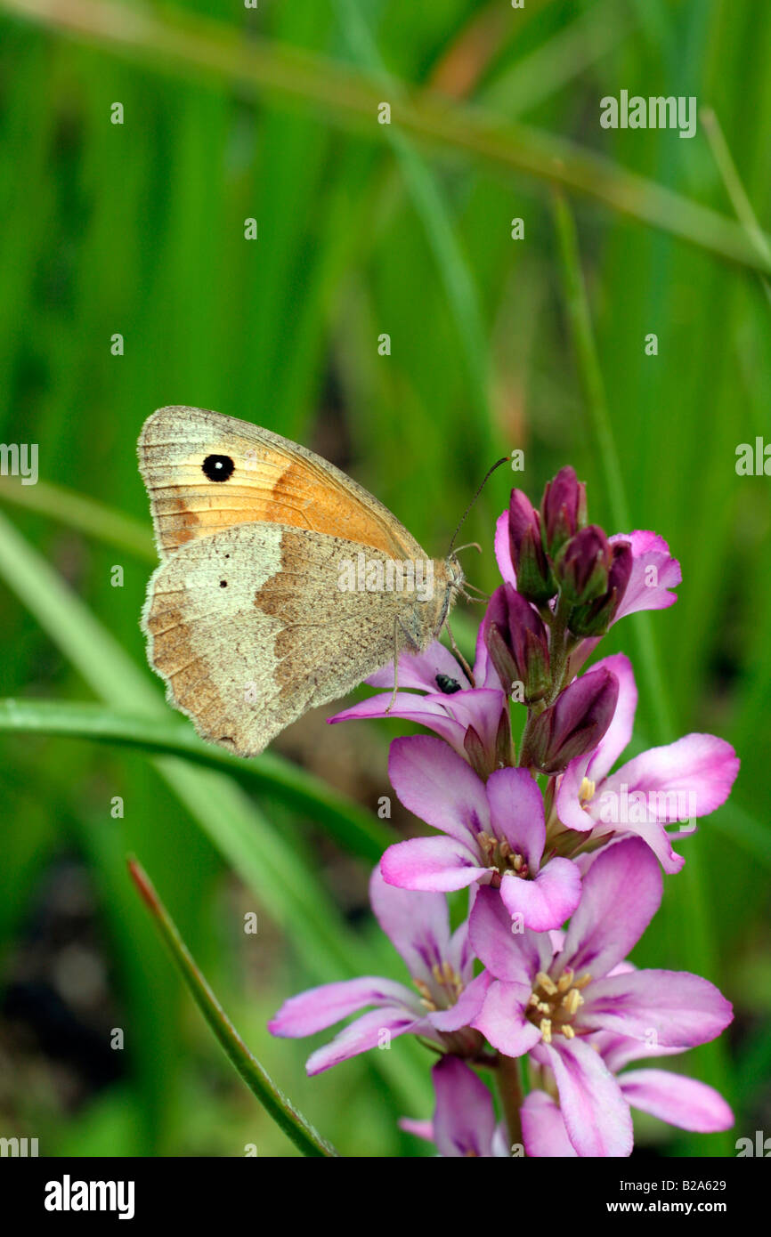 FRANCOA SONCHIFOLIA ROGERSON S MIT BRAUNER SCHMETTERLING MANIOLA JURTINA MEADOW Stockfoto