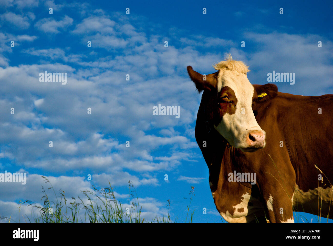 Milch Kuh stehen auf der Weide, Blick in die Kamera, in der Nähe von Frienisberg; Schweiz. Charles W. Lupica Stockfoto