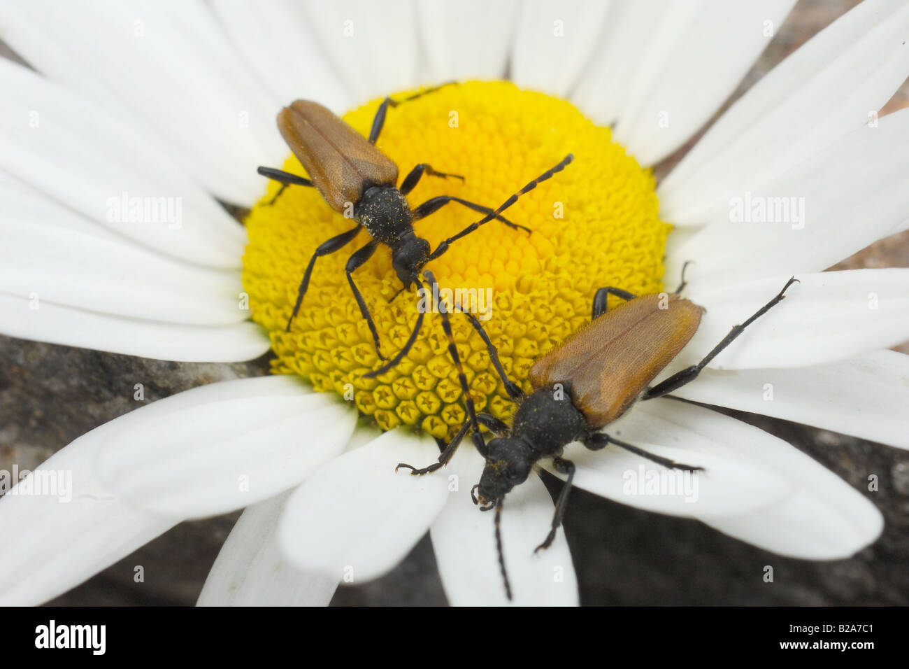 Coleoptera Insekt Cerambicidae Coleotteri Cerambicidi Insetti Blume Fiore Valnoney Cogne Parco Nazionale Gran Paradiso Valle d' Stockfoto