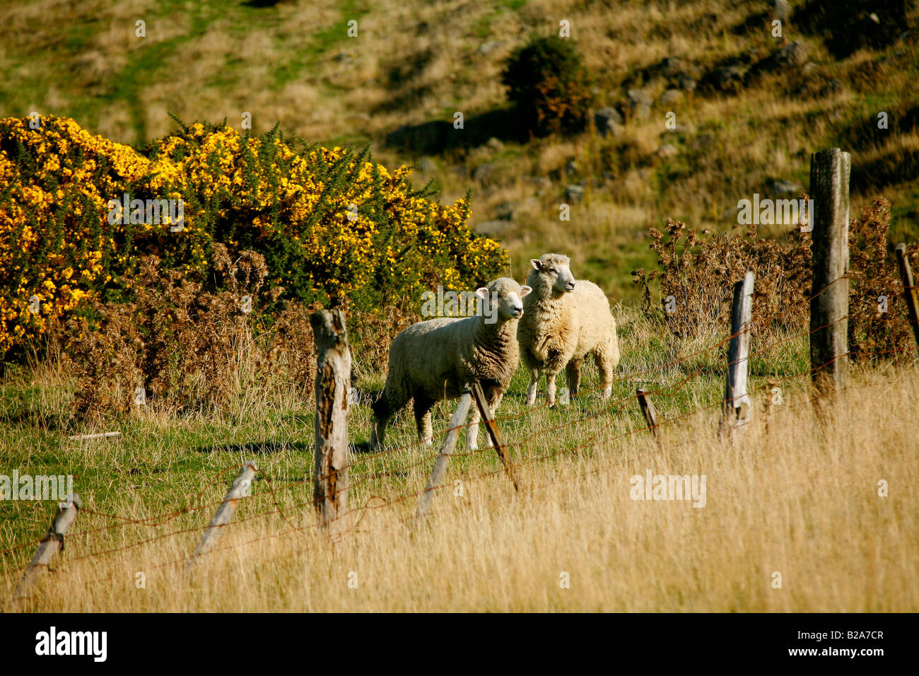 Ein Real New Zealand Bauernhof Szene Schafe Ginster und gebrochenen Zäune Stockfoto