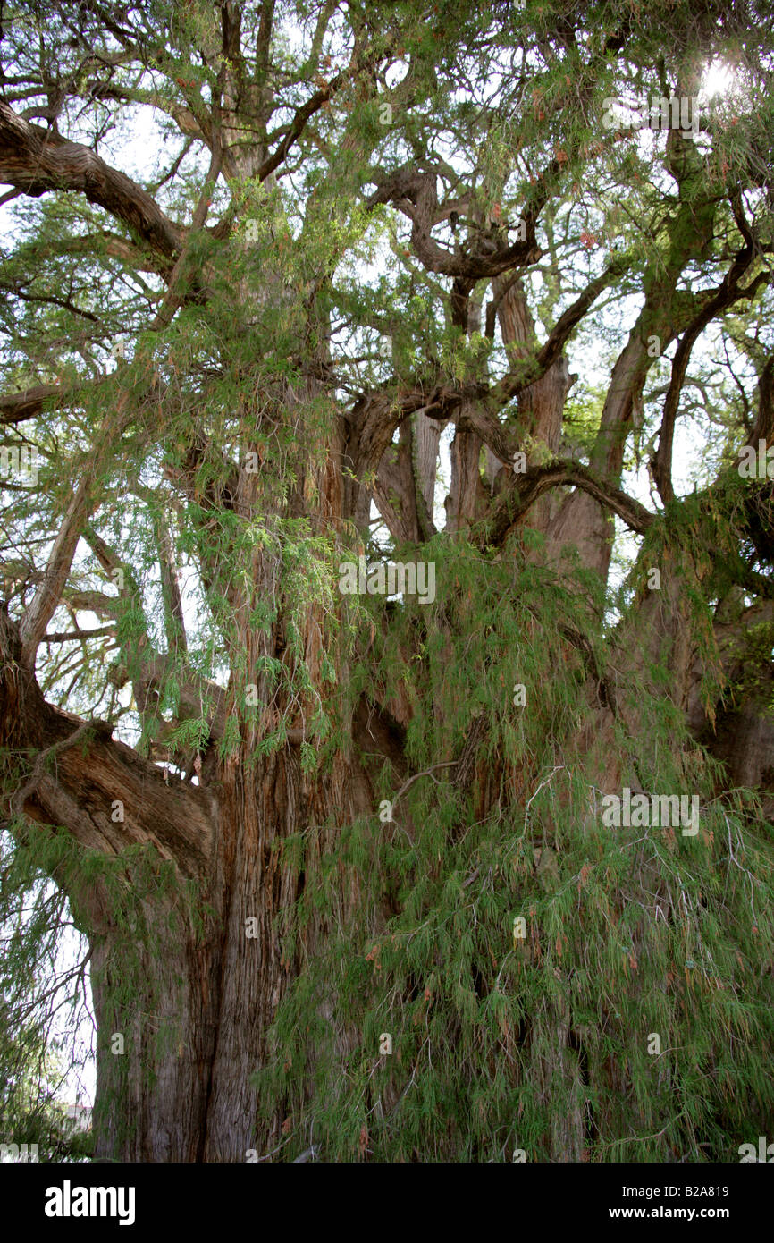 Tule Baum, Santa María del Tule, Bundesstaat Oaxaca, Mexico. Stockfoto