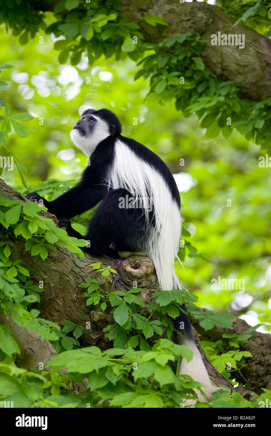SCHWARZ / WEIß AFFE IM BAUM Stockfoto
