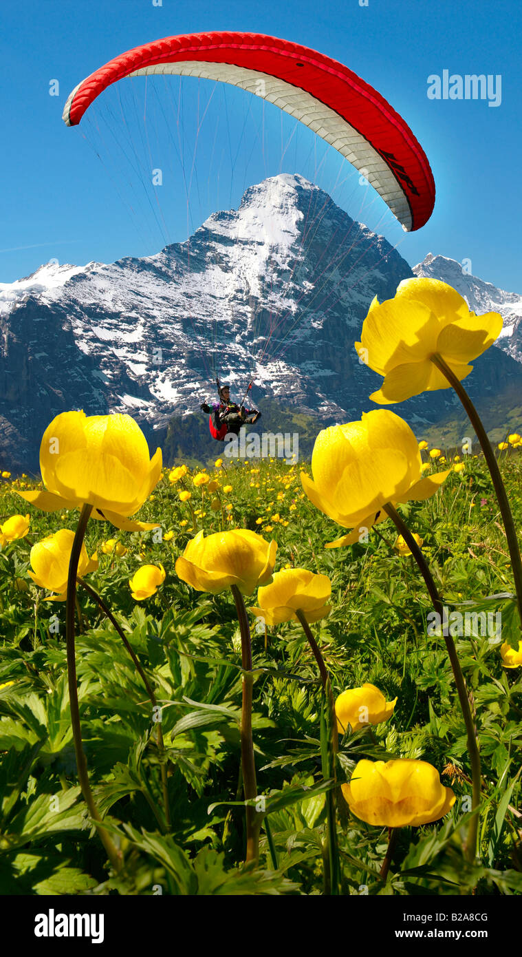 Alpine Globeflower (Trollius Europaeus) und ein Gleitschirm mit dem Eiger hinter. First, Grindelwald, Berner Alpen Stockfoto