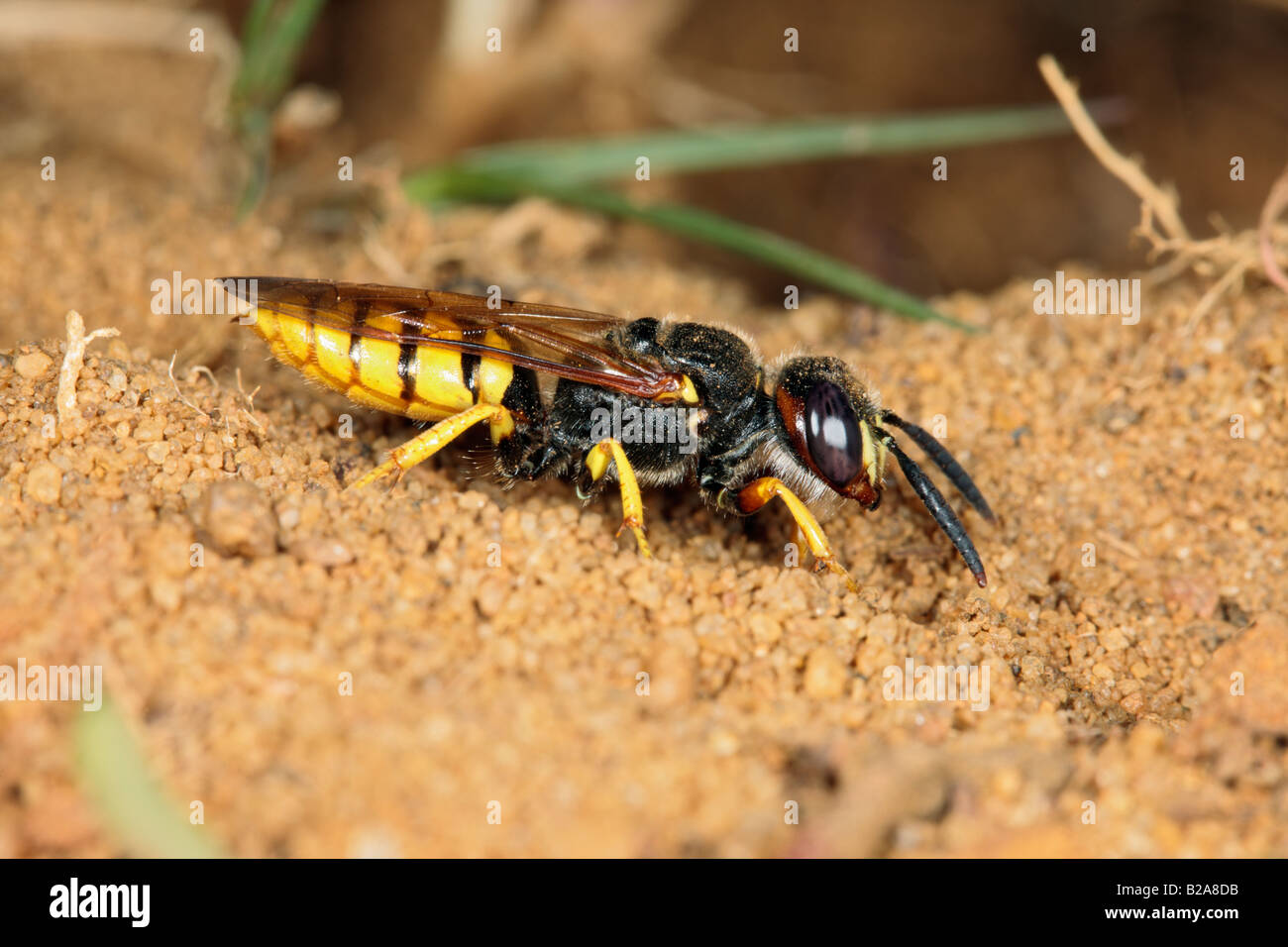 Biene-Killer Wespe Philanthus Triangulum Graben Graben Sandy Bedfordshire Stockfoto