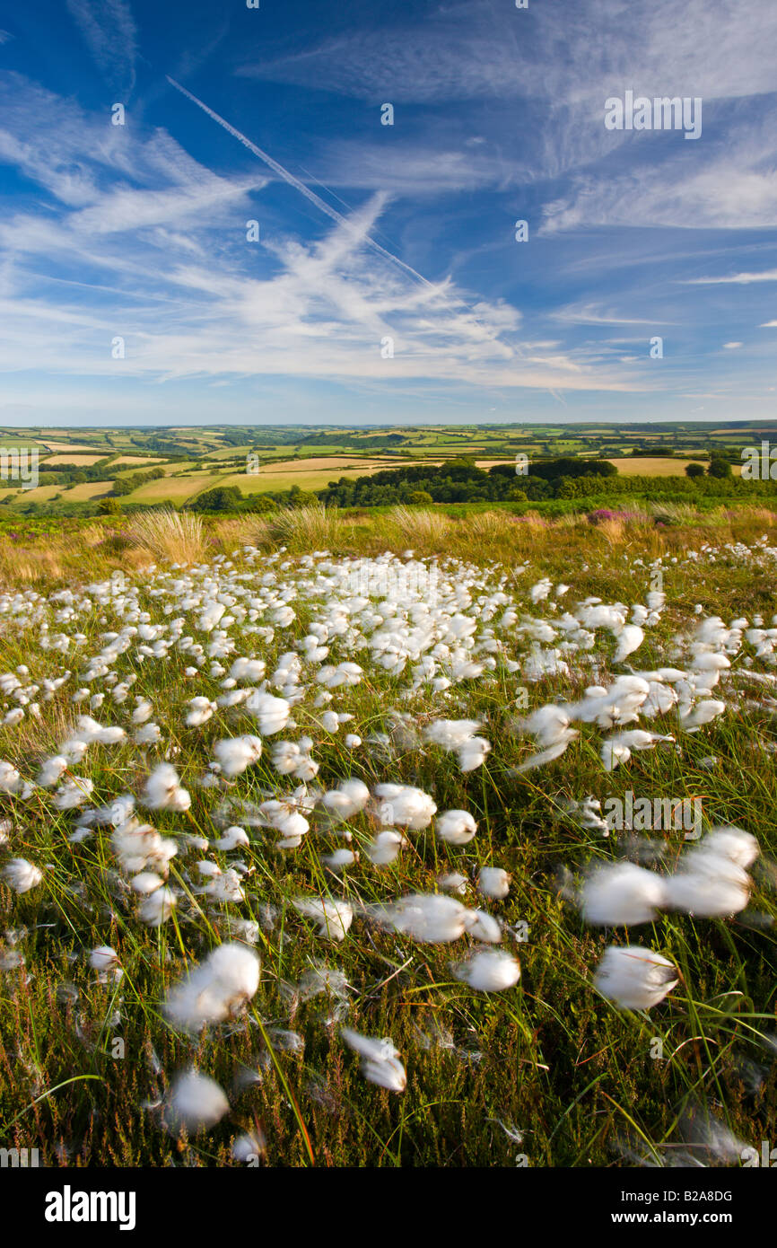 Wollgras wächst auf der Heide an Dunkery Hill Exmoor Nationalpark Somerset in England Stockfoto