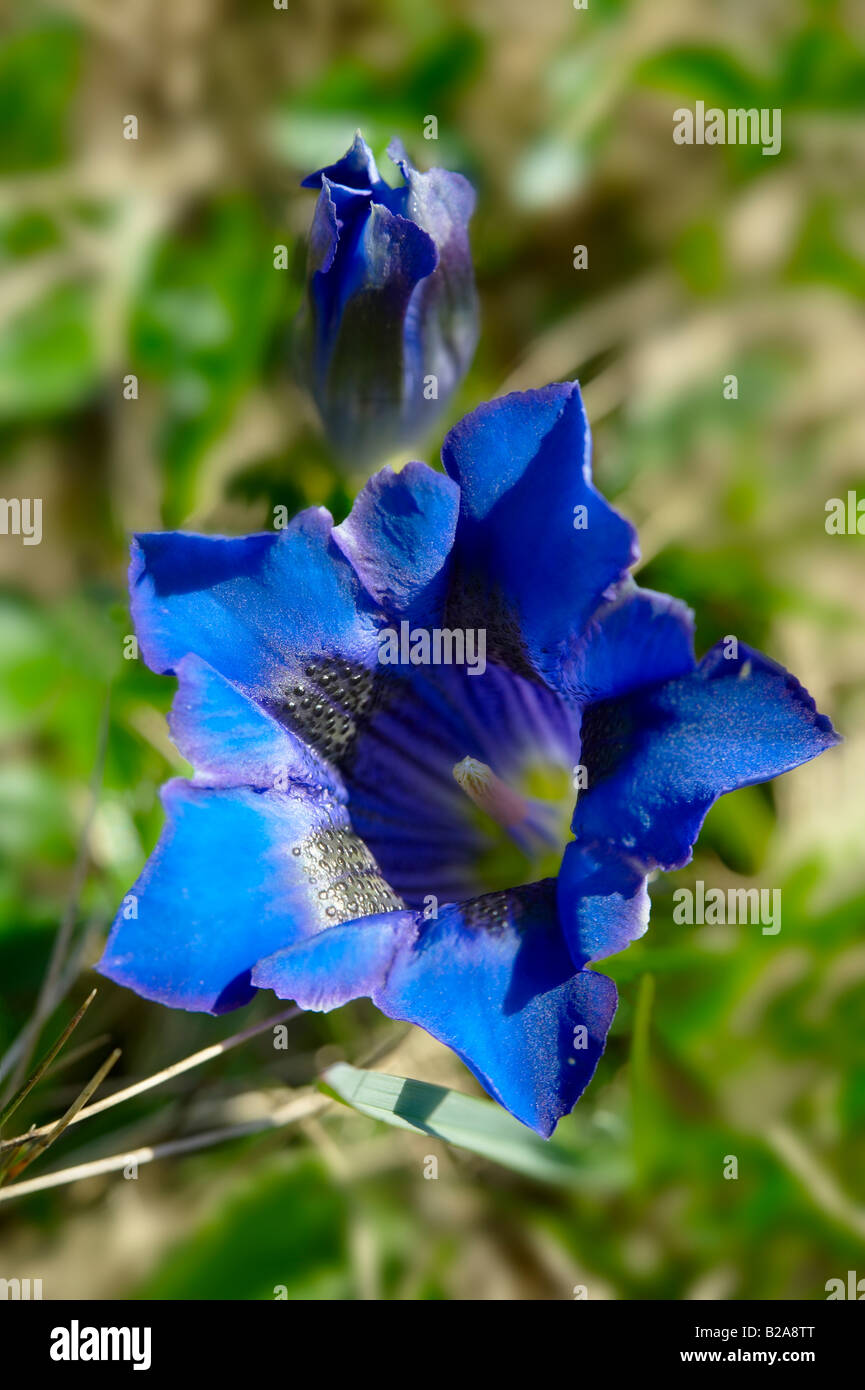 Seltene Clusiuss Enzian [Gentiana Cluisii]. Schweizer Alpen-Schweiz-Europa Stockfoto