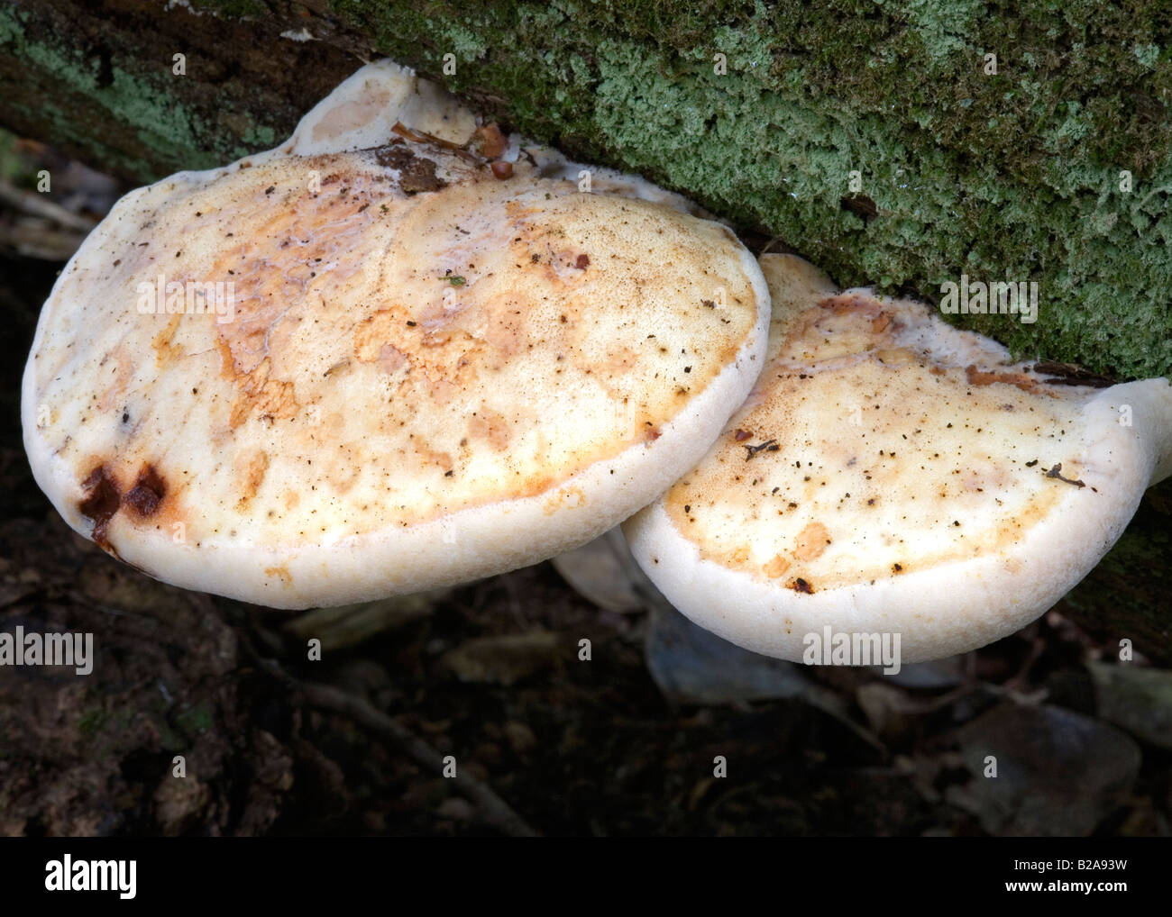 Sehr seltenes Exemplar der Piptoporus Quercinus (Oak Polypore) auf einem verwesenden Eichenklotz im New Forest Stockfoto