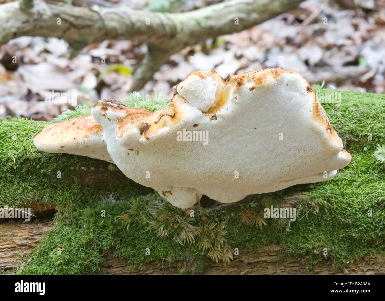 Sehr seltenes Exemplar der Piptoporus Quercinus (Oak Polypore) auf einem verwesenden Eichenklotz im New Forest Stockfoto