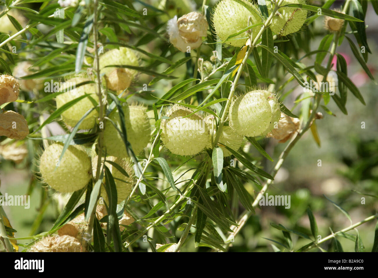 Ballon Baumwolle Bush Frucht, Asclepias Physocarpa aka Gomphocarpus Physocarpus Lobelia, Tule, Bundesstaat Oaxaca, Mexico Stockfoto