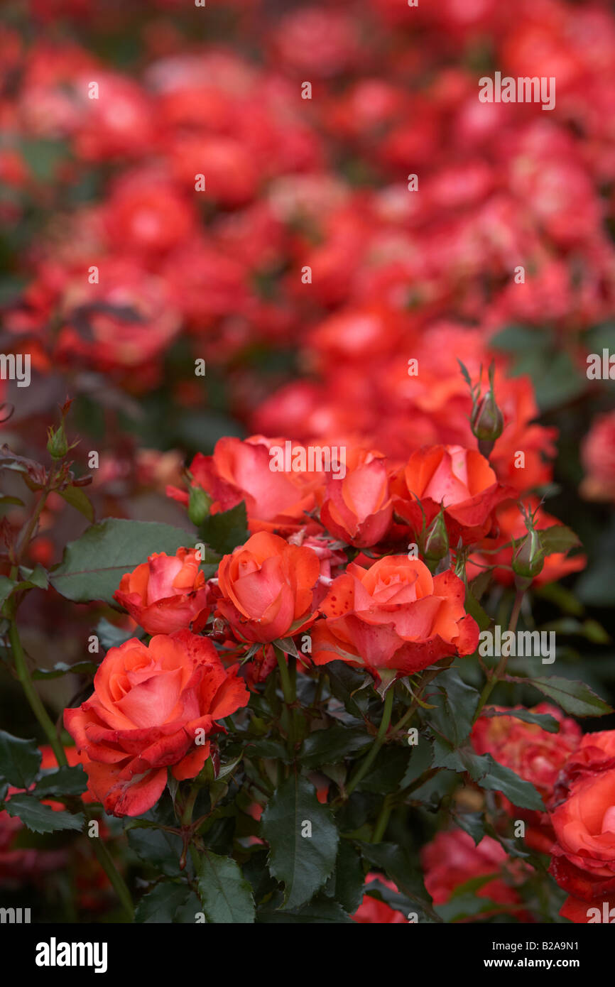 Melody Maker, bekannt als Dicqueen rot blühende rose Stockfoto