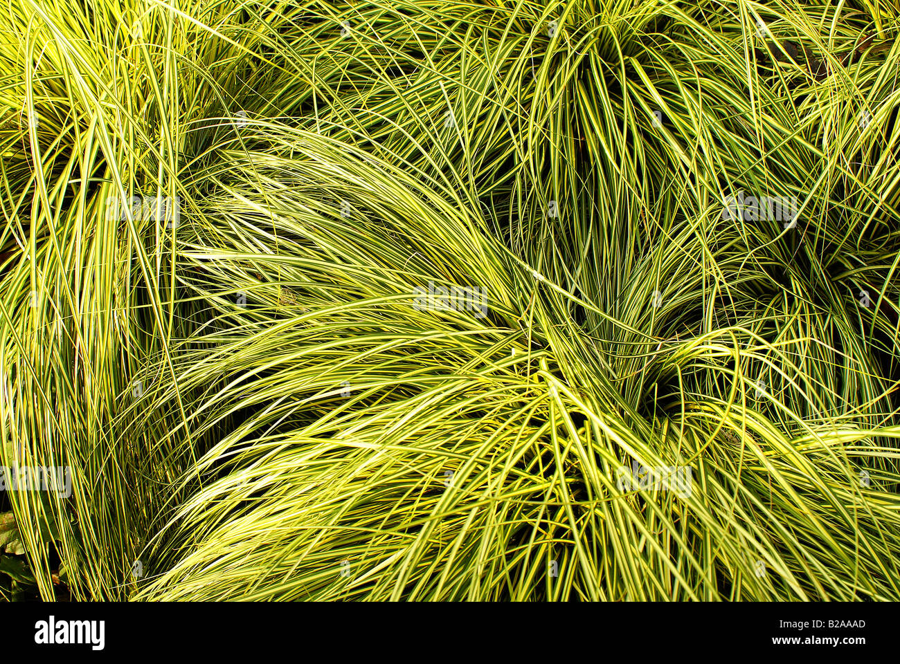 Patch von Yellow Green Grass wirbelnden zentriert rund Stockfoto