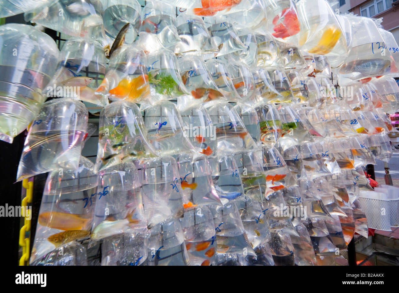 Große Auswahl an glücklichen Goldfische in Gold Fish Market, Tung Choi Street, Mongkok, Kowloon, Hong Kong. Stockfoto