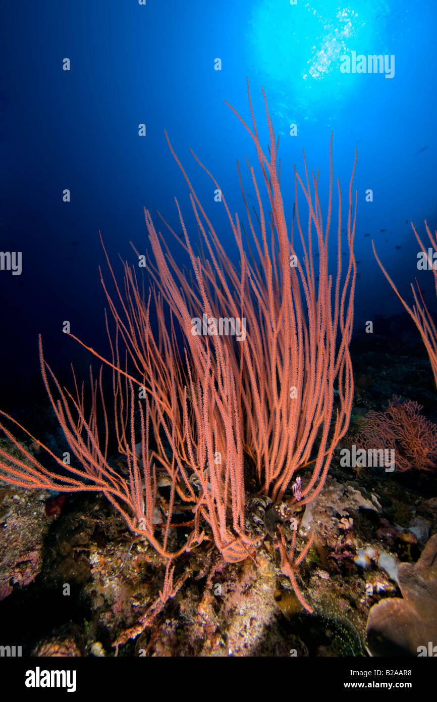 Ein buntes Meer Peitsche in den blauen Gewässern Indonesiens. Stockfoto