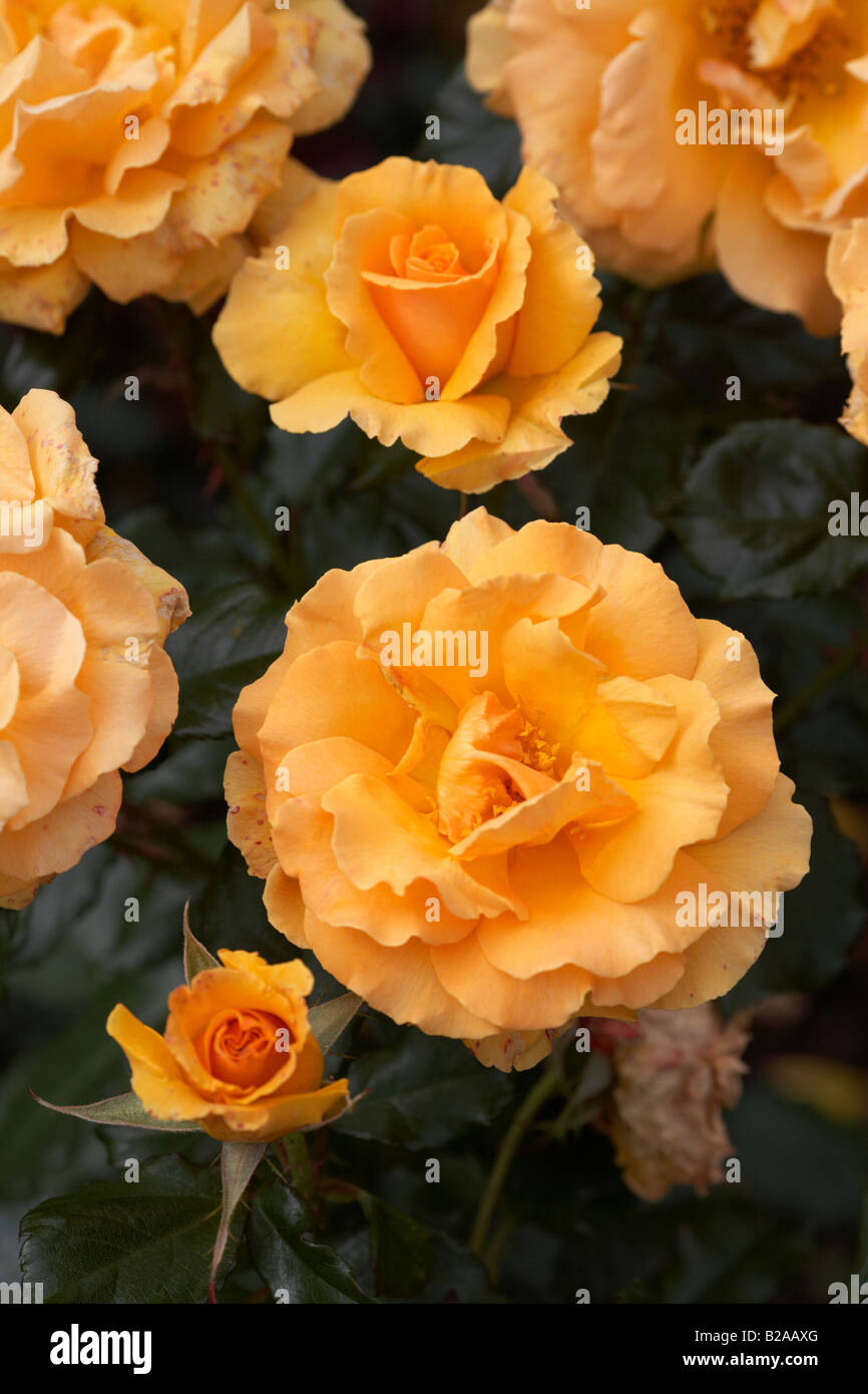 ewig jung Jacimgol Edelrosen Cluster sattem gelb blühende rose Stockfoto