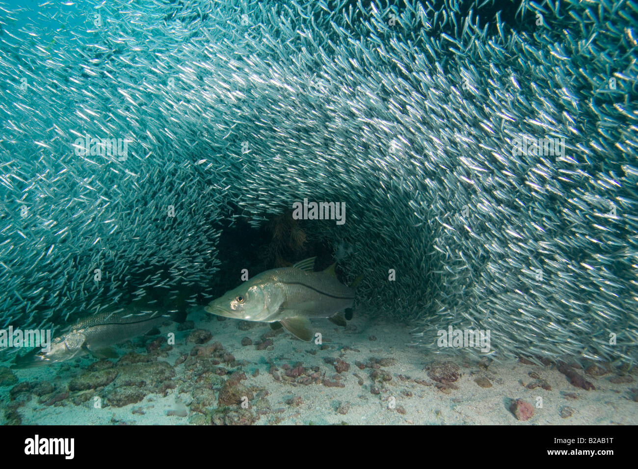 Snook, Centropomus undecimalis, unter Wasser in den Florida Keys Stockfoto
