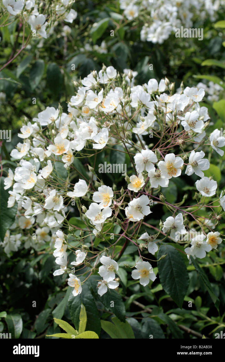 ROSA FILIPES KIFTSGATE AGM AN MARWOOD HILL GARDENS NORTH DEVON Stockfoto
