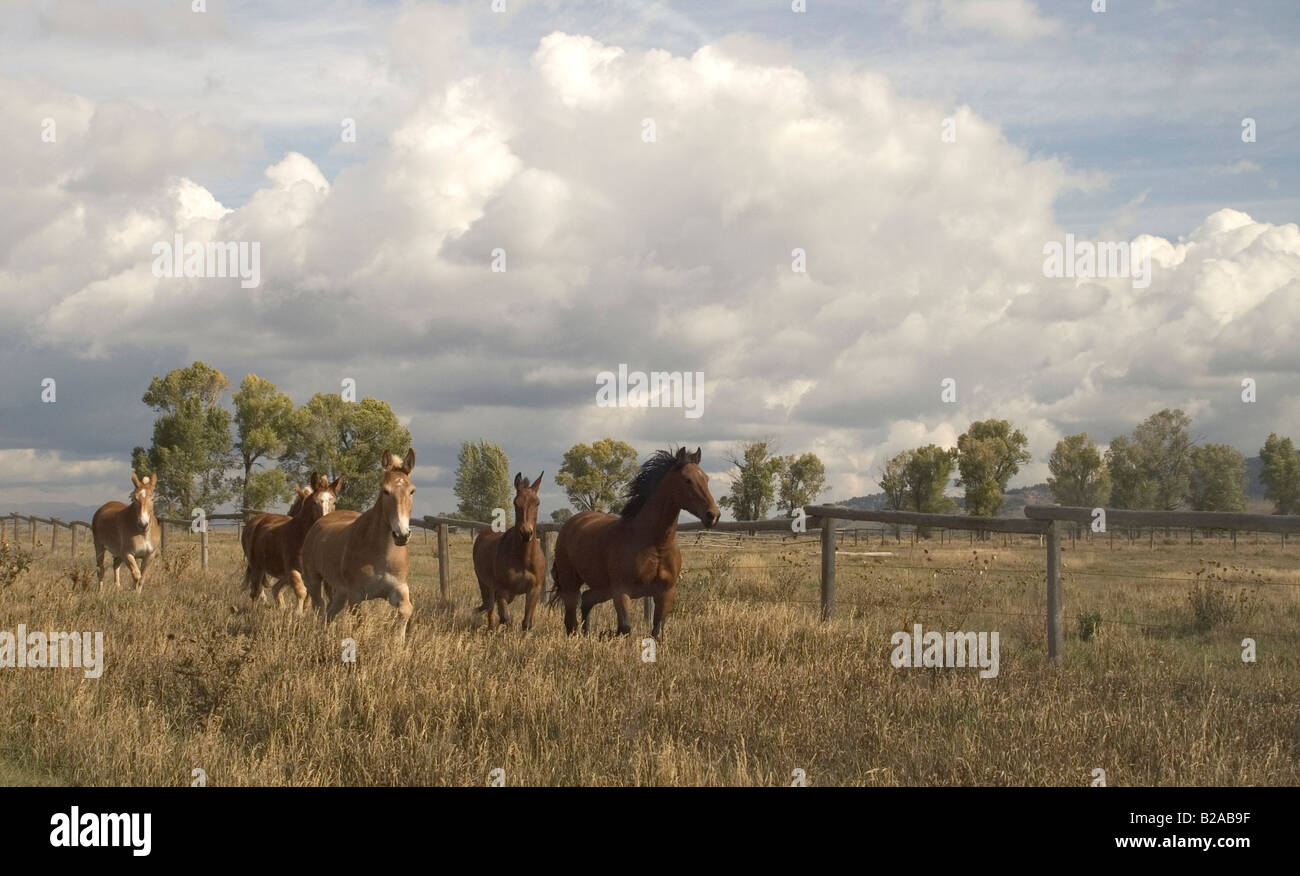 Wildpferde laufen Pack von Ponys Stockfoto