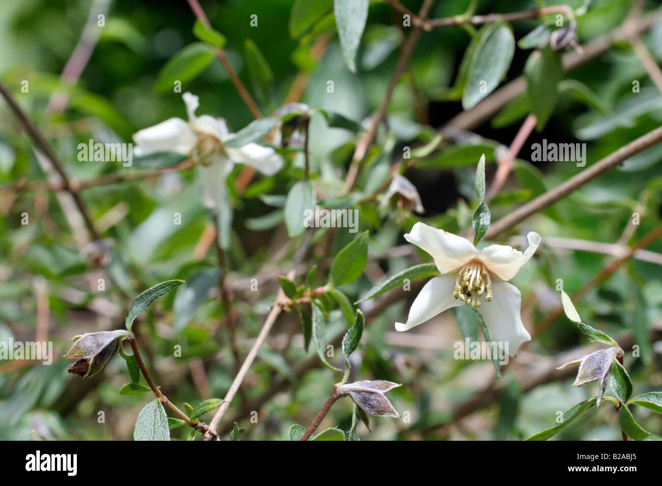 PHILADELPHUS MEXICANA DUFTENDE STURM AM MARWOOD HILL GARDENS NORTH DEVON Stockfoto